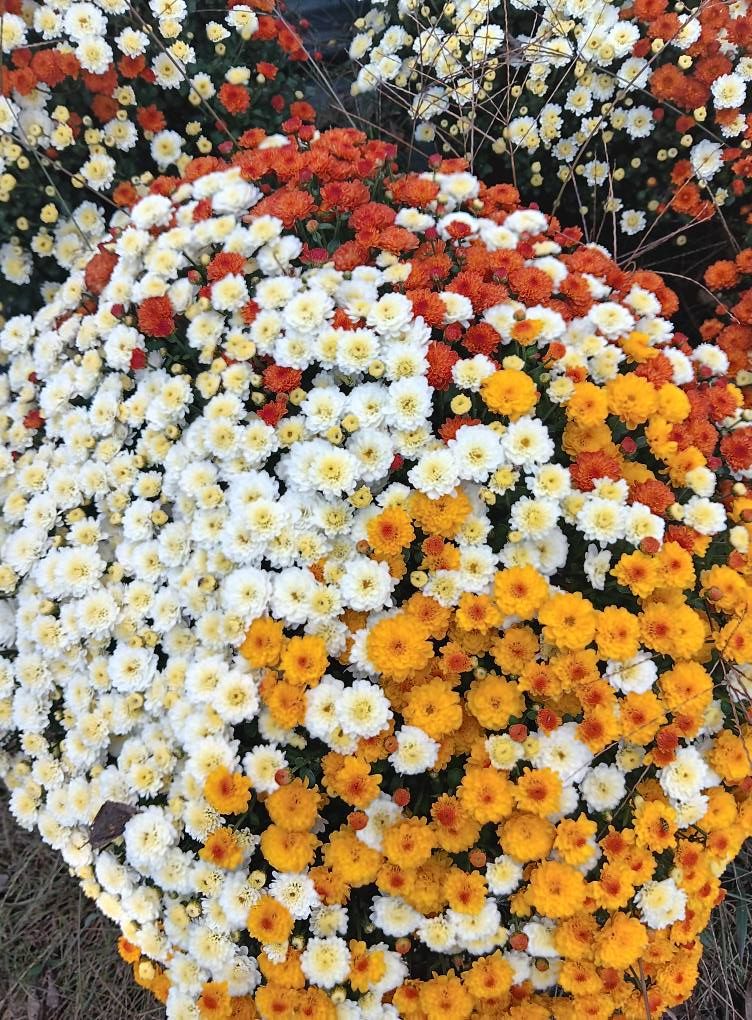 Hebron Farmers Market